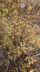 Galium angustifolium