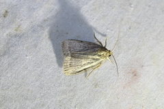 Amphipyra glabella