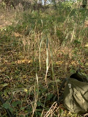 Elymus virginicus