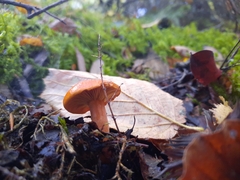 Lactarius aurantiacus