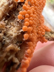 Hemitrichia decipiens