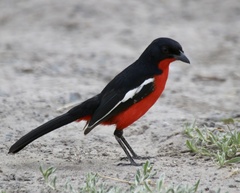 Laniarius atrococcineus