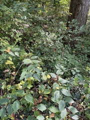 Euonymus alatus