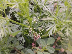 Cyclospermum leptophyllum