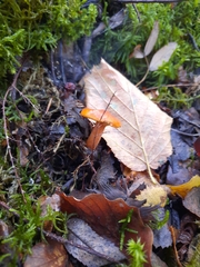 Lactarius aurantiacus