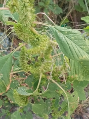 Amaranthus hybridus