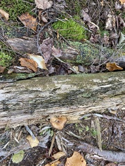 Armillaria ostoyae