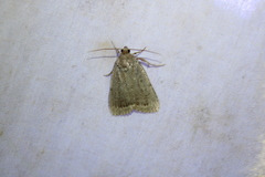 Amphipyra glabella
