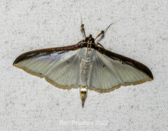 Cydalima