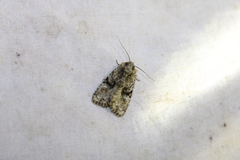 Oligia modica