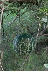 Cucurbita digitata