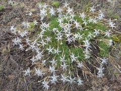 Dianthus arenarius