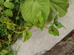 Persicaria nepalensis