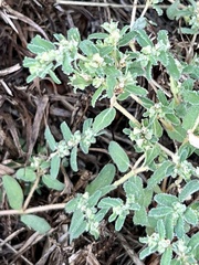 Euphorbia prostrata