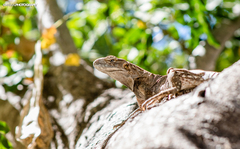 Ctenosaura hemilopha