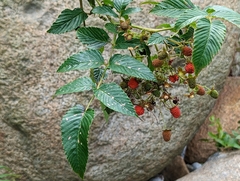 Rubus fraxinifolius