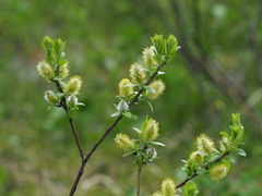 Salix sitchensis