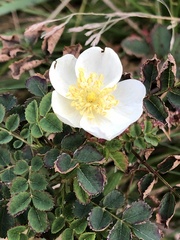 Rosa spinosissima