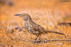 Toxostoma cinereum
