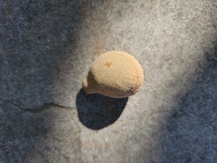 Magnoliopsida