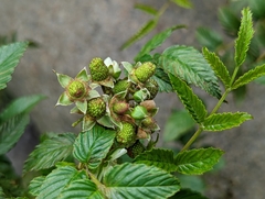 Rubus fraxinifolius