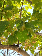 Magnoliopsida