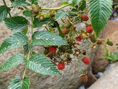 Rubus fraxinifolius