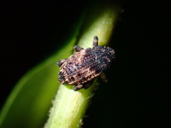 Cryptorhynchus fuscatus