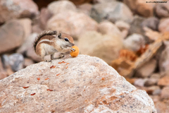 Ammospermophilus leucurus