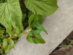Persicaria nepalensis