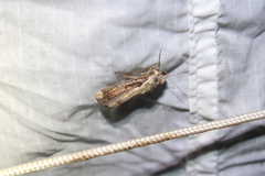 Magusa divaricata