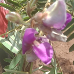 Mundulea sericea
