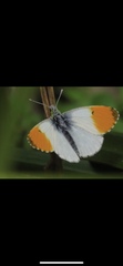 Anthocharis cardamines
