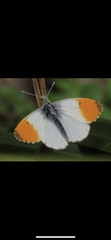 Anthocharis cardamines
