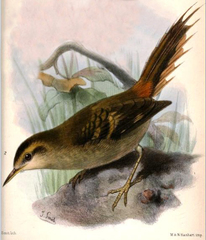 Masafuera Rayadito photo 3