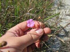 Agalinis oligophylla