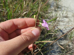 Agalinis oligophylla