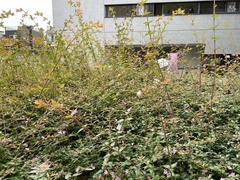 Abelia × grandiflora