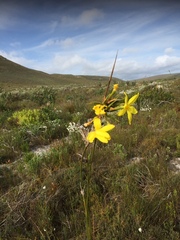 Bobartia longicyma magna