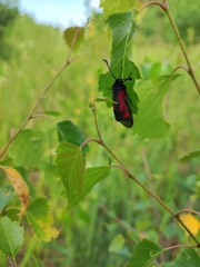 Zygaena minos