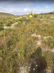 Bobartia longicyma magna