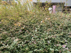 Abelia × grandiflora