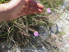 Agalinis oligophylla