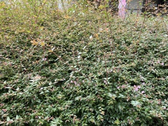 Abelia × grandiflora