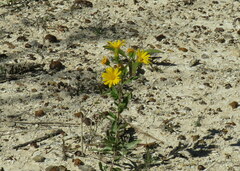 Heterotheca camporum