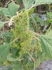 Amaranthus hybridus