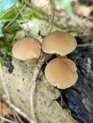 Pluteus romellii