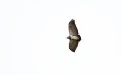 Geranoaetus melanoleucus