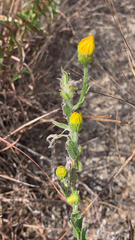 Bradburia pilosa