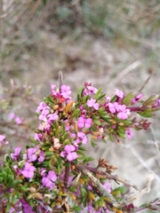 Muraltia satureioides